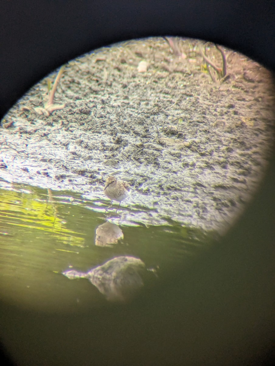 Least Sandpiper - ML634615402