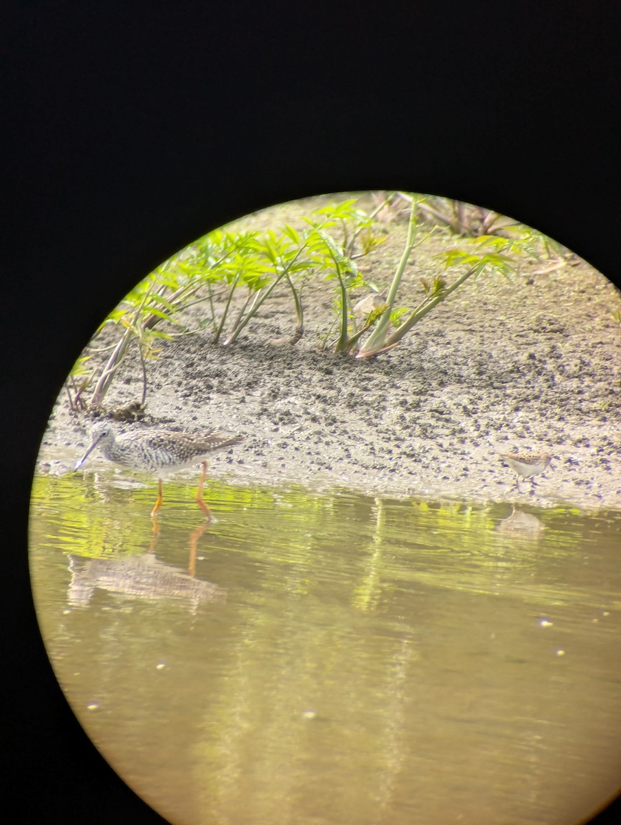 Least Sandpiper - ML634615414