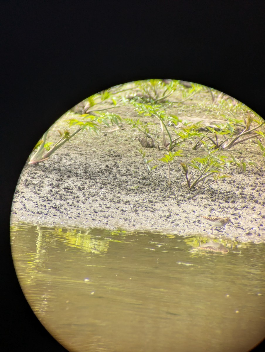 Least Sandpiper - ML634615428