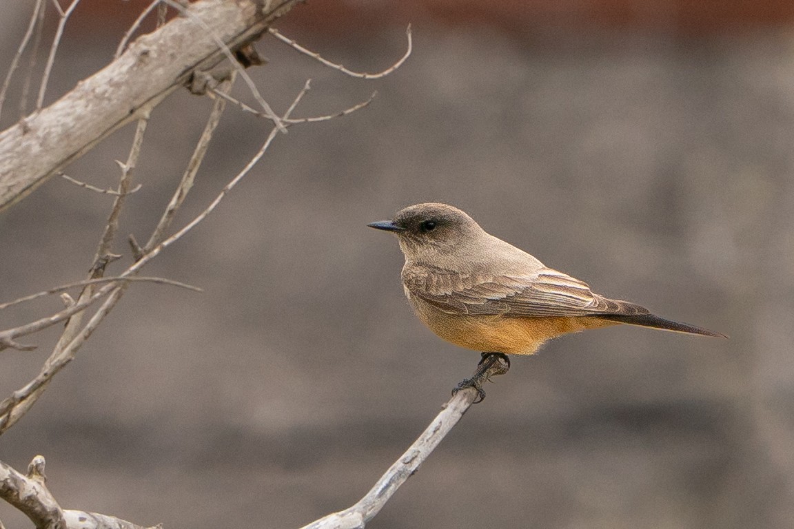 Say's Phoebe - ML634615669