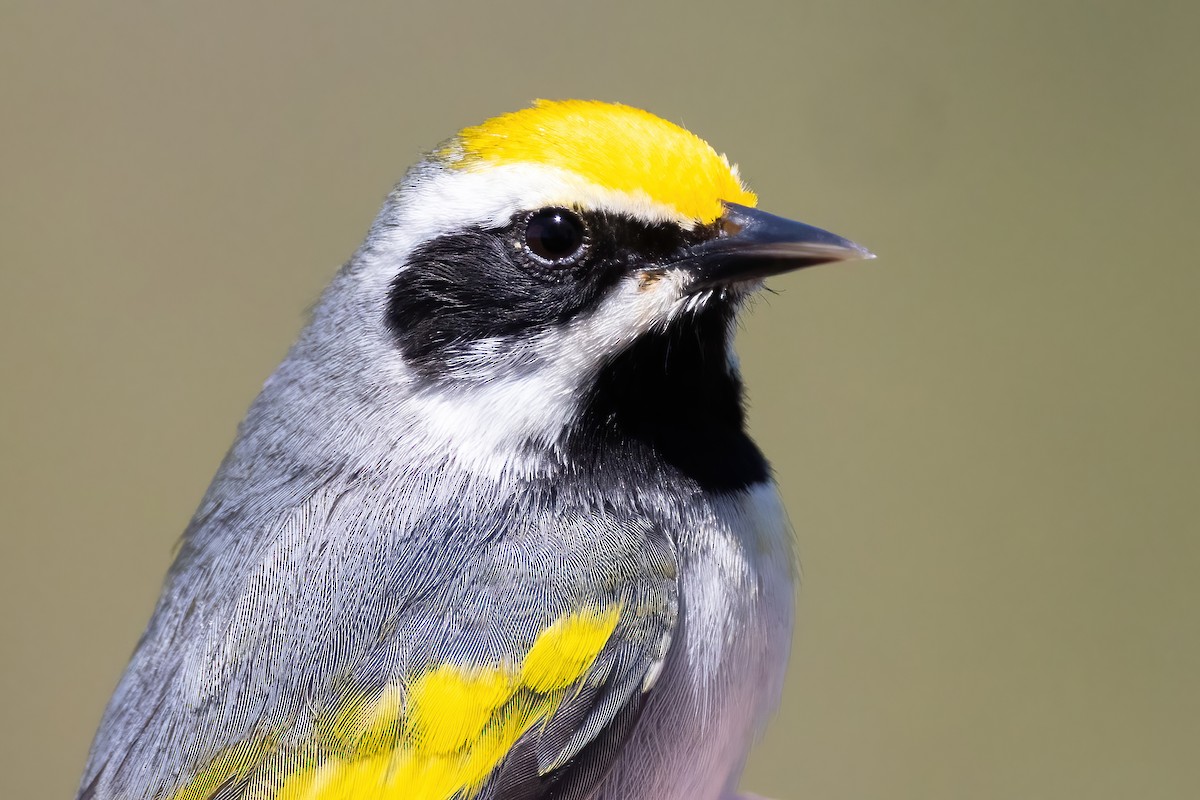 Golden-winged Warbler - ML634615678