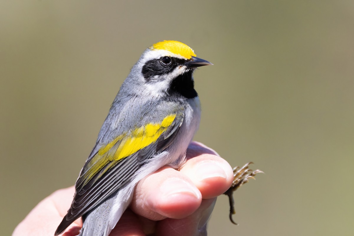 Golden-winged Warbler - ML634615682