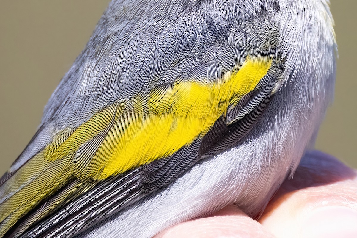 Golden-winged Warbler - ML634615718