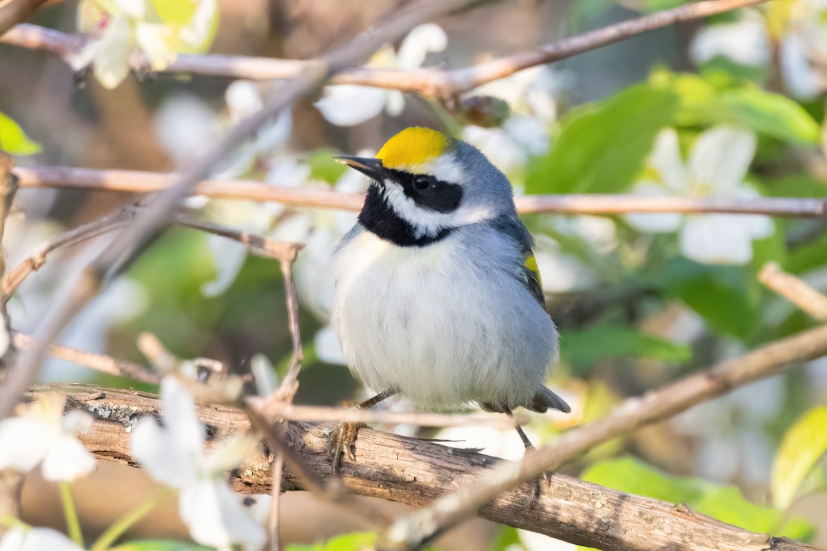 Golden-winged Warbler - ML634615733