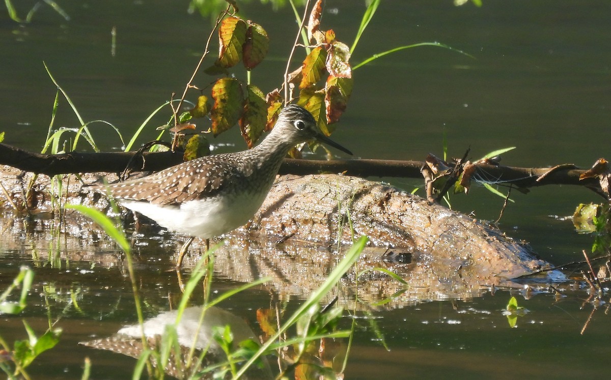 Solitary Sandpiper - ML634615790