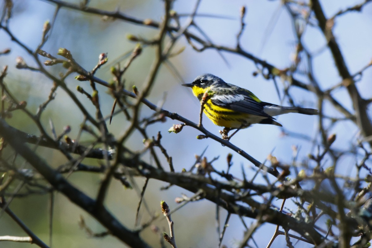 Magnolia Warbler - ML634615837