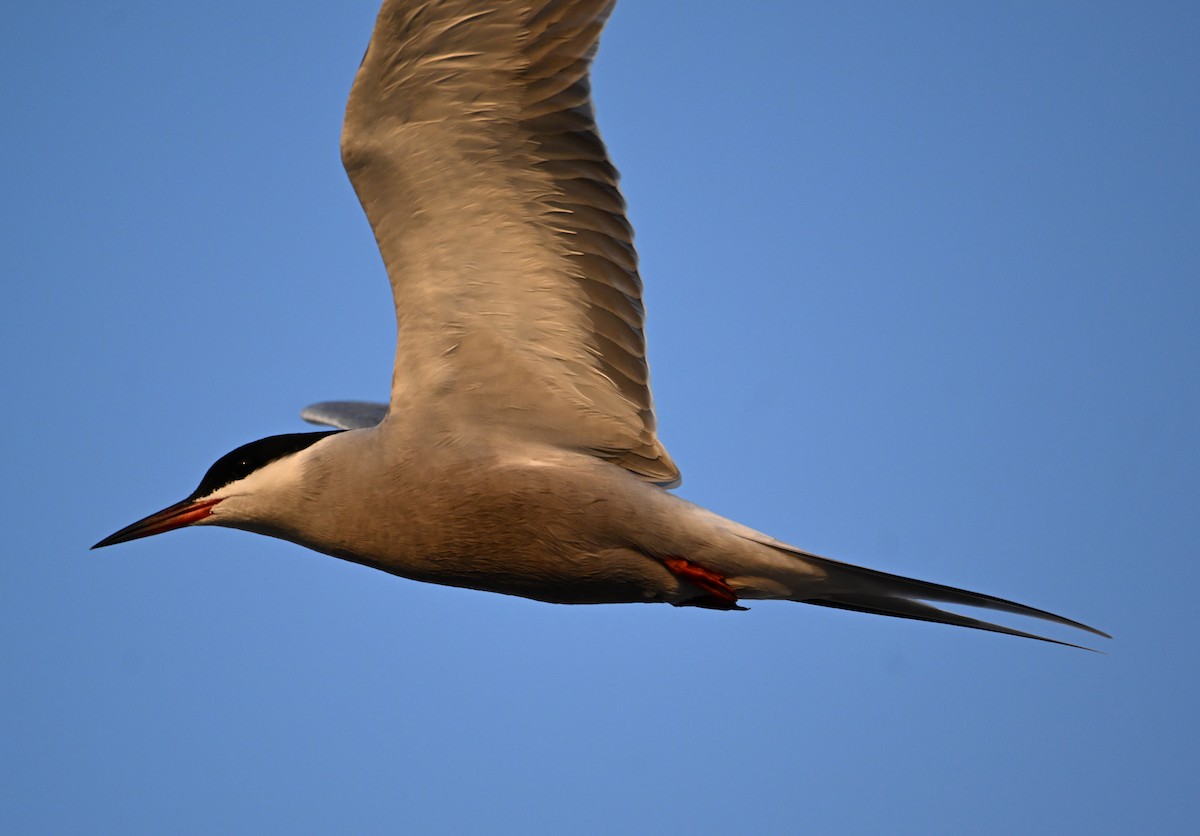 White-cheeked Tern - ML634615918