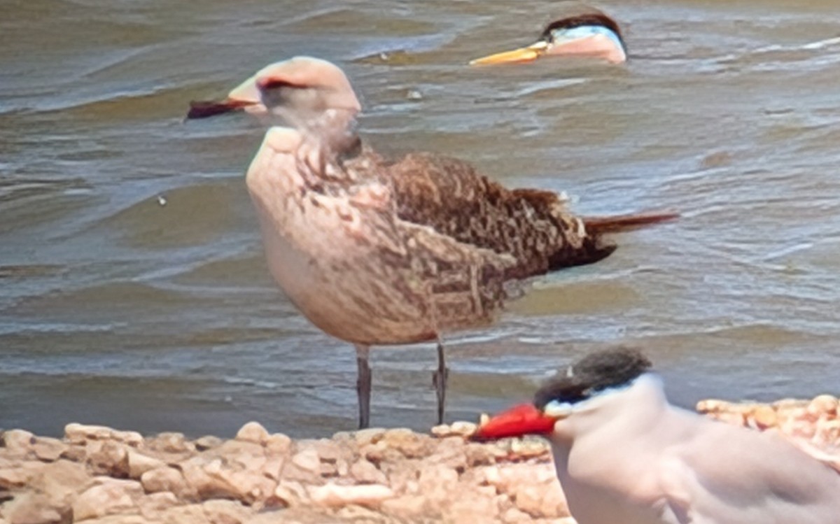 Lesser Black-backed Gull - ML634615938