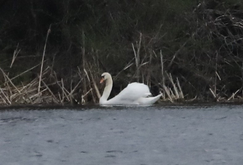 Cygne tuberculé - ML634615940