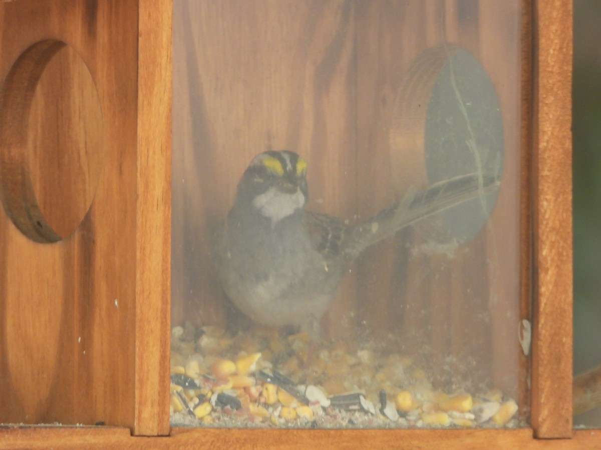 strnadec bělohrdlý - ML634615999