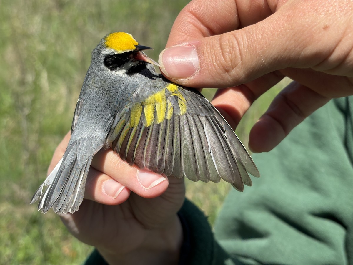 Golden-winged Warbler - ML634616001