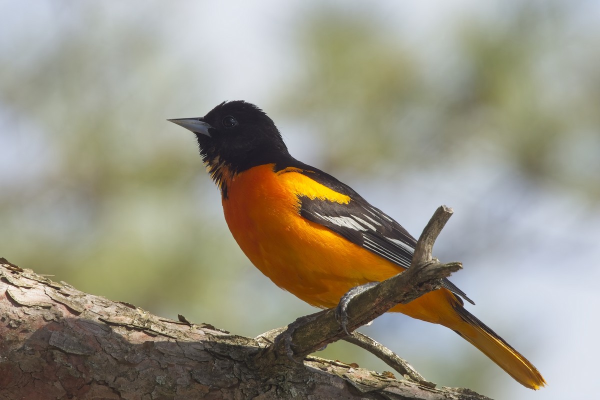 Baltimore Oriole - ML634616005