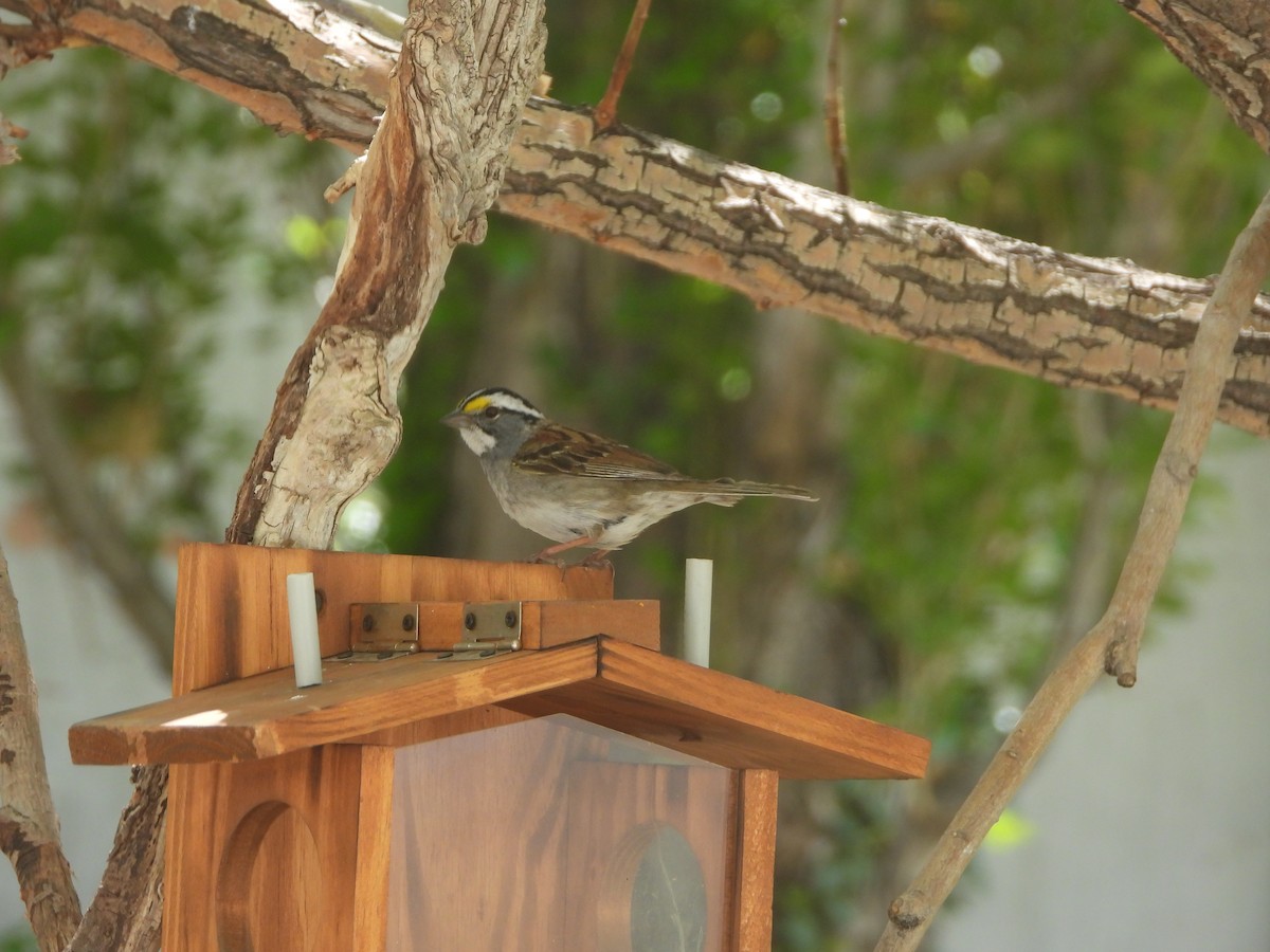 strnadec bělohrdlý - ML634616014