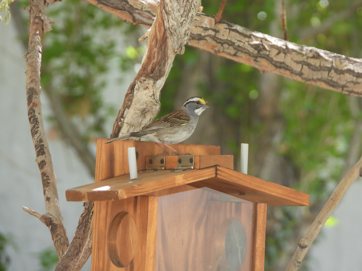 strnadec bělohrdlý - ML634616015