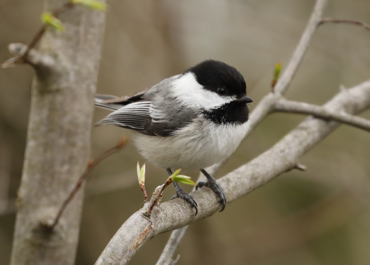 Mésange à tête noire - ML634616021