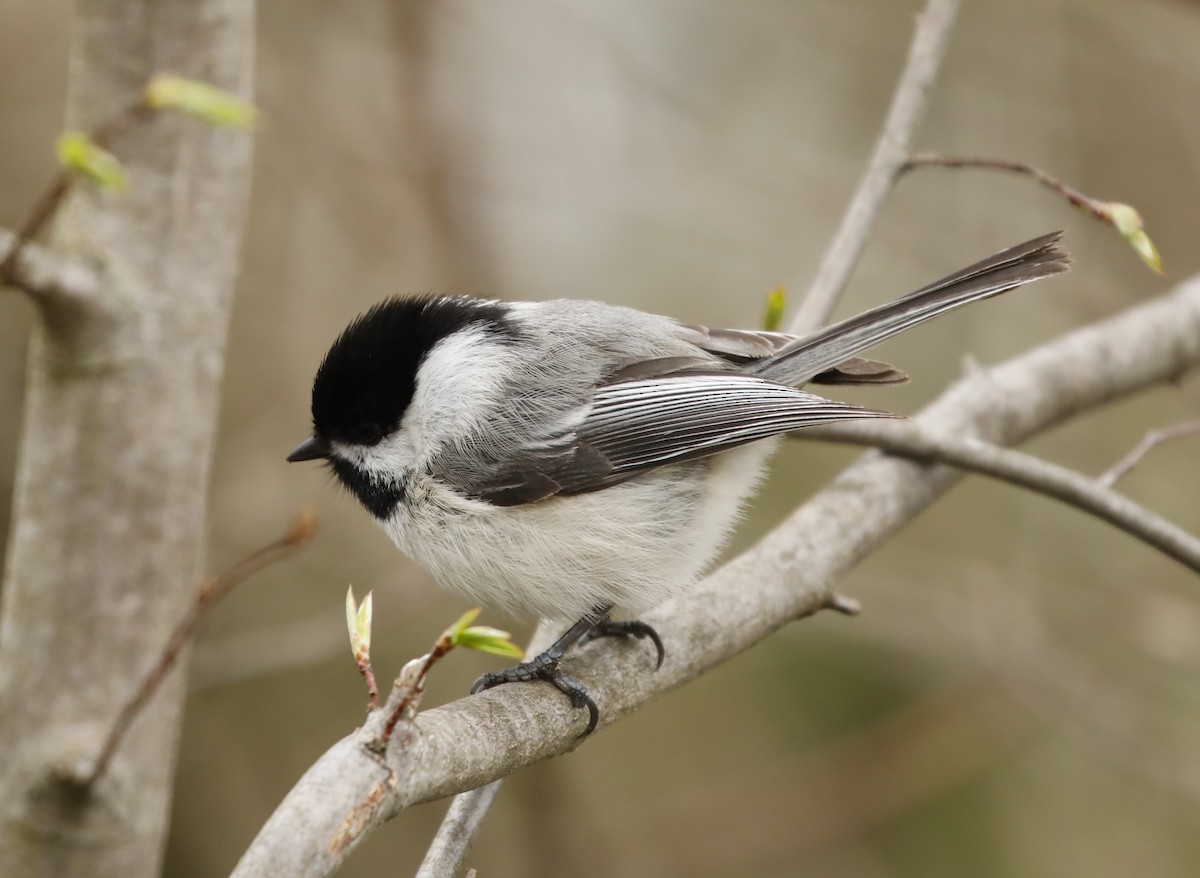 Mésange à tête noire - ML634616022