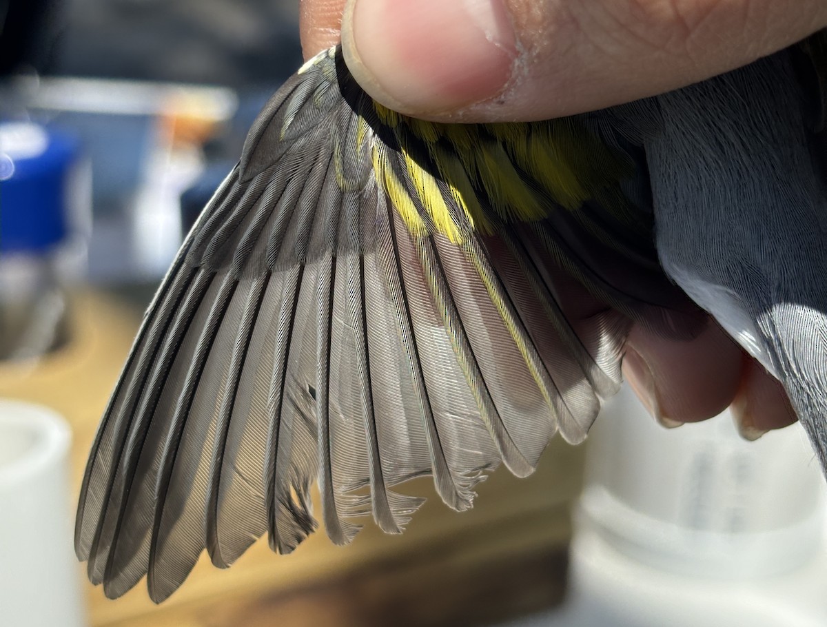 Golden-winged Warbler - ML634616056