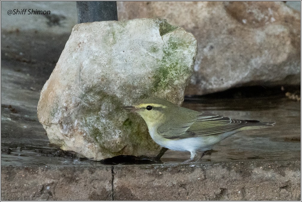 Wood Warbler - ML634616087