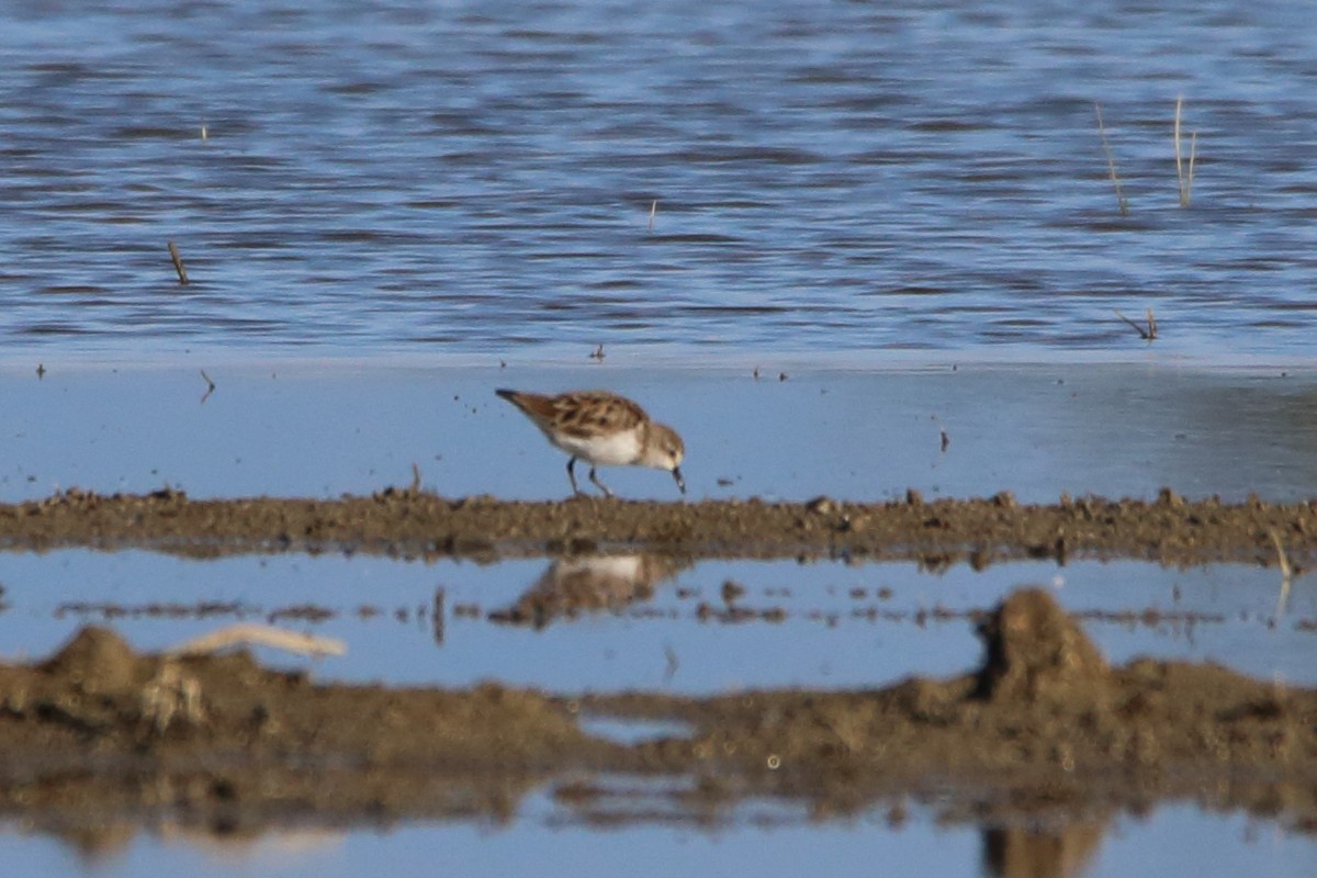 Little Stint - ML634616228