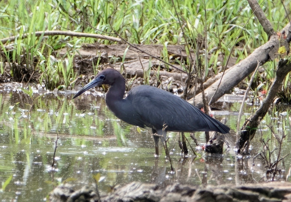 Little Blue Heron - ML634616239