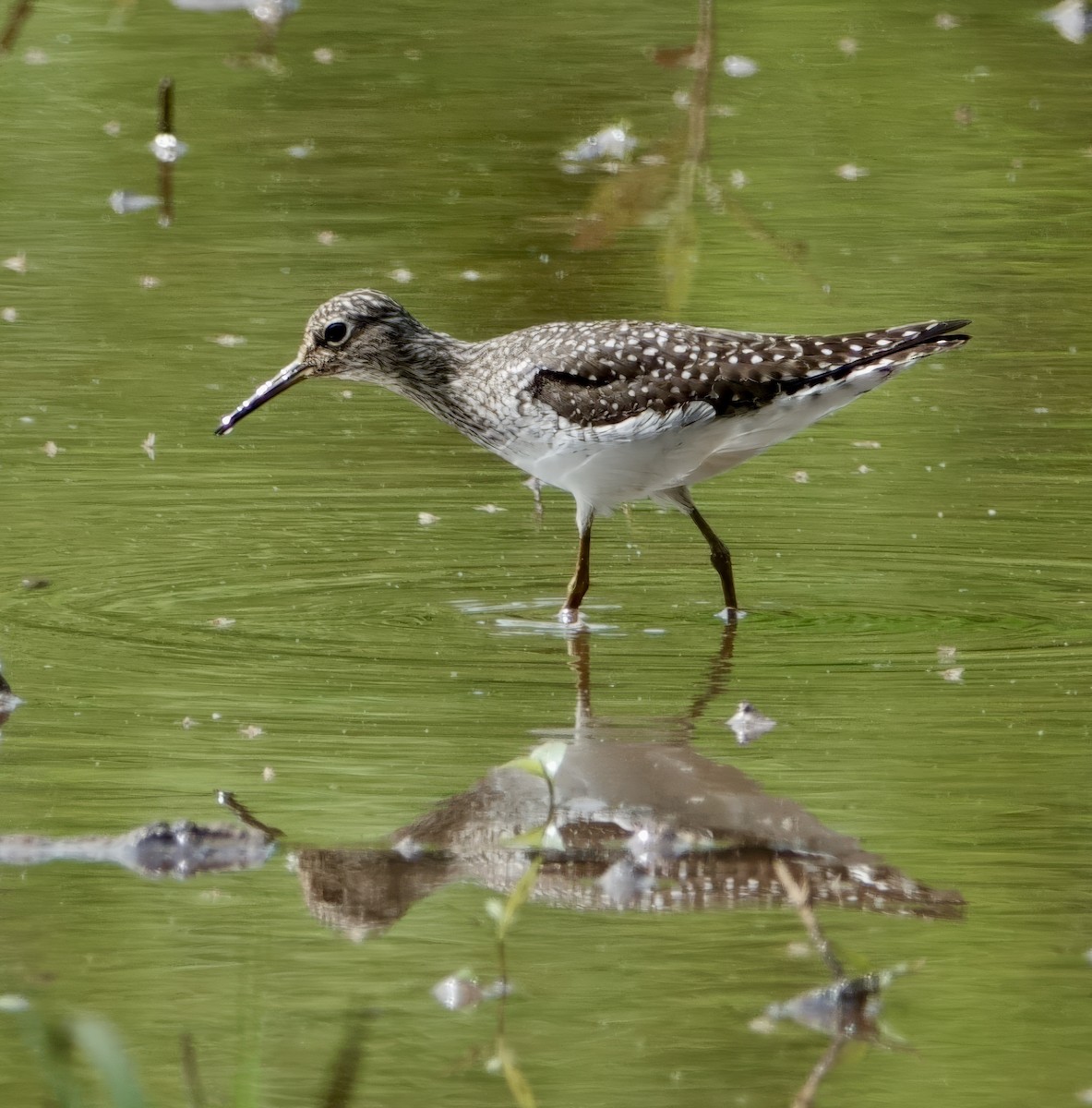Solitary Sandpiper - ML634616277