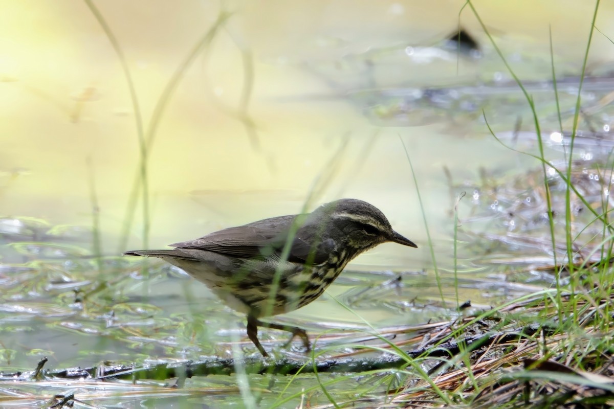 Northern Waterthrush - ML634616299