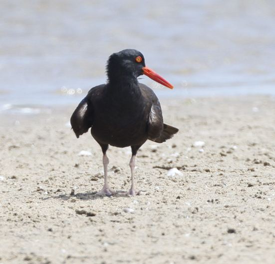 Black Oystercatcher - ML634616325
