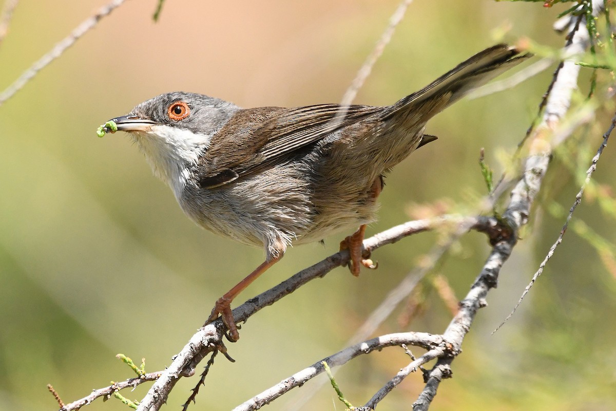 Occhiocotto - ML634616327