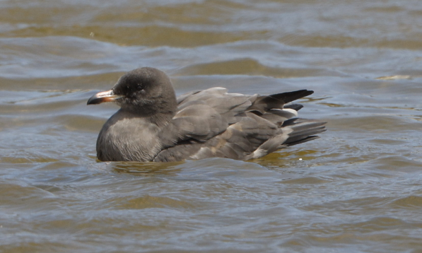 Heermann's Gull - ML634616334