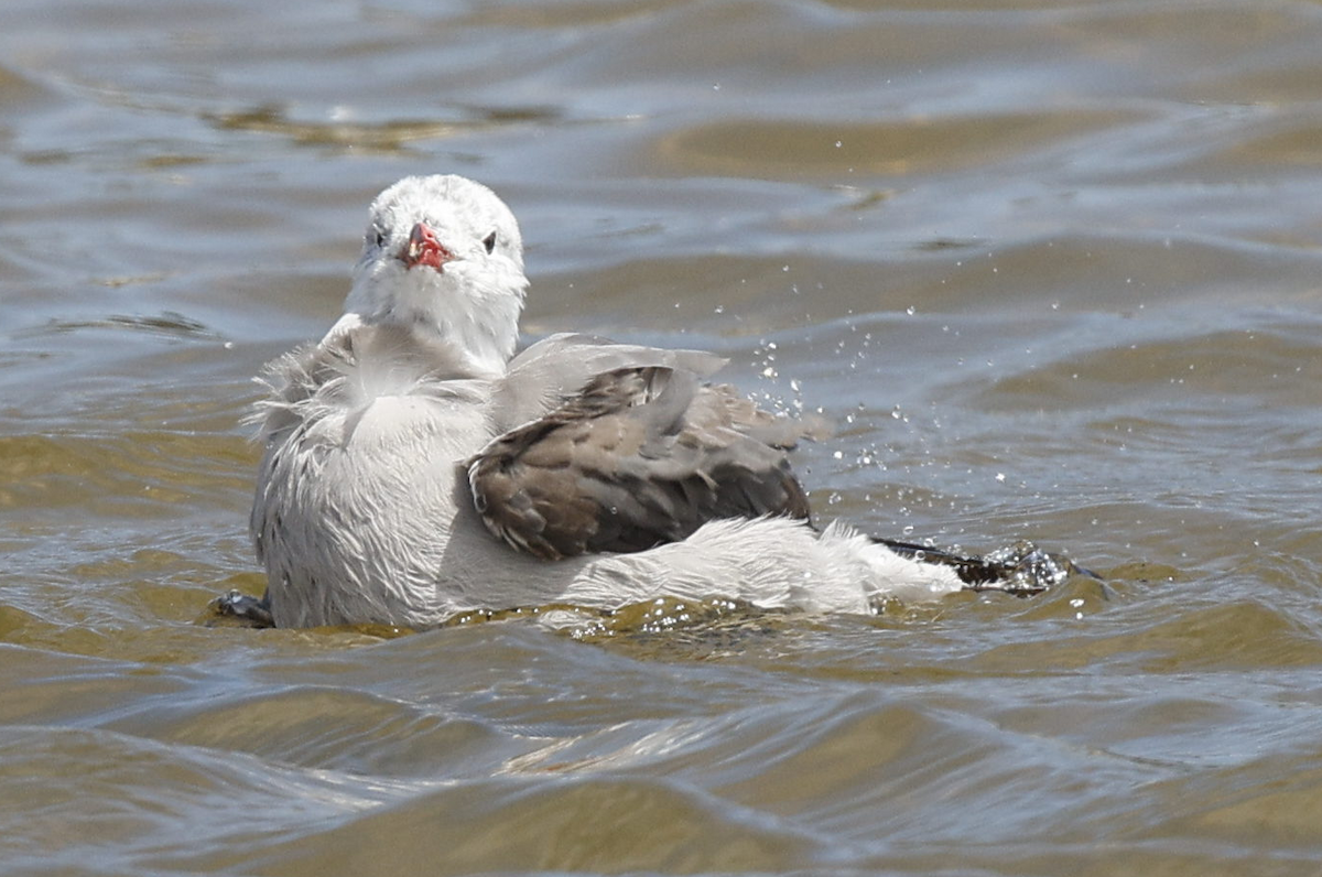 Heermann's Gull - ML634616335
