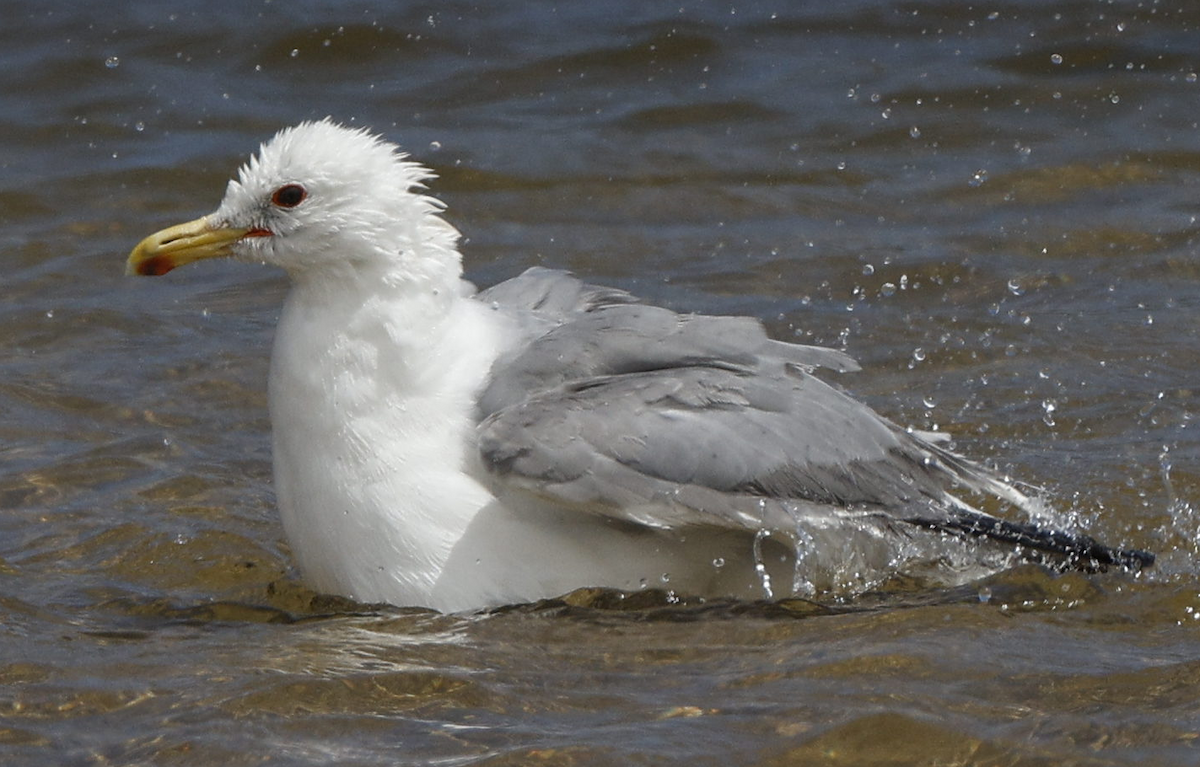 California Gull - ML634616338