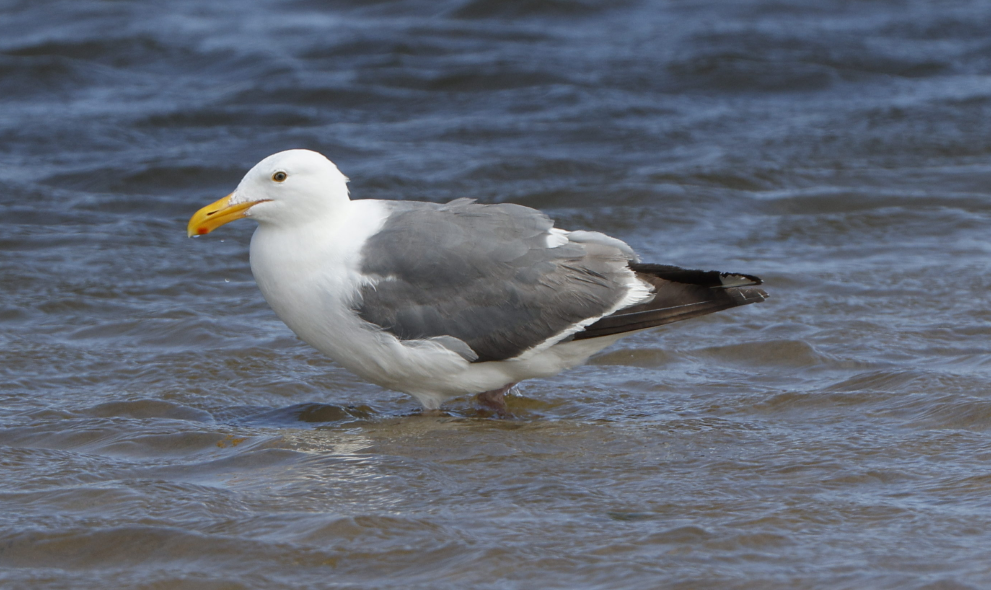 Western Gull - ML634616343