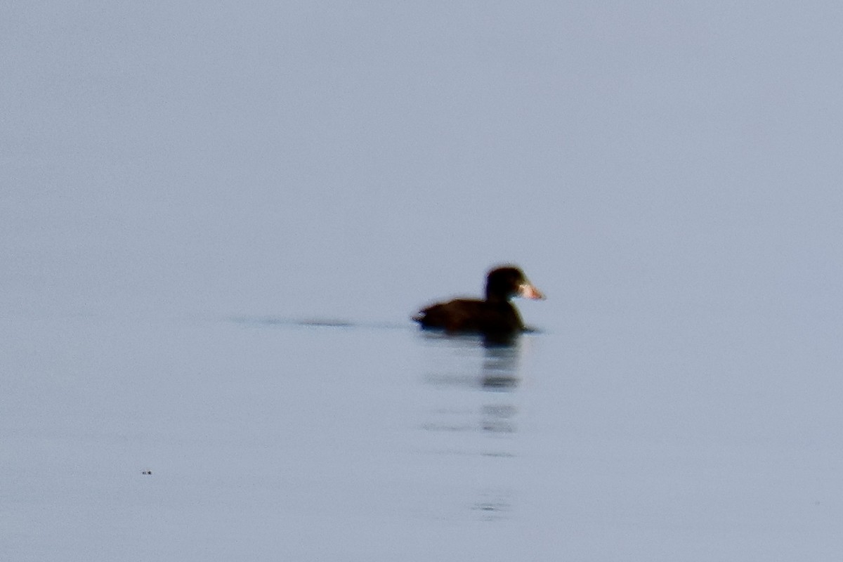 Surf Scoter - ML634616437