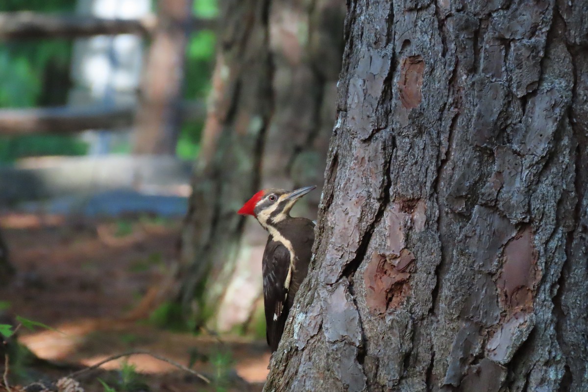 Pileated Woodpecker - ML634616447