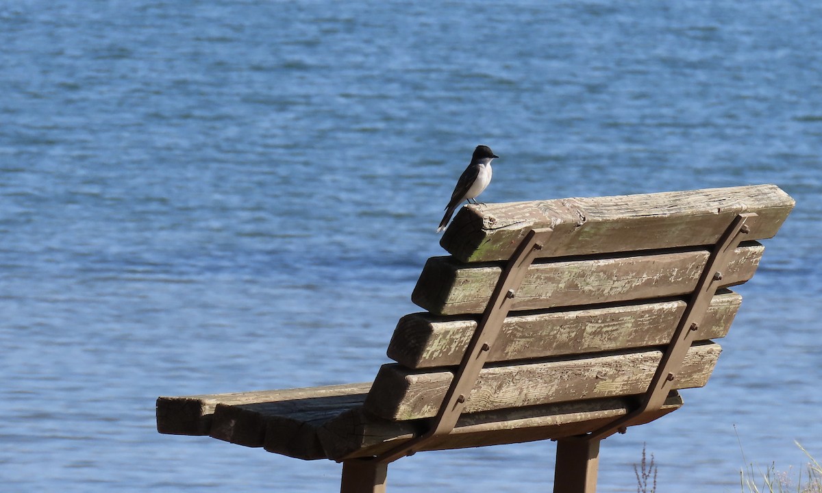 Eastern Kingbird - ML634616458