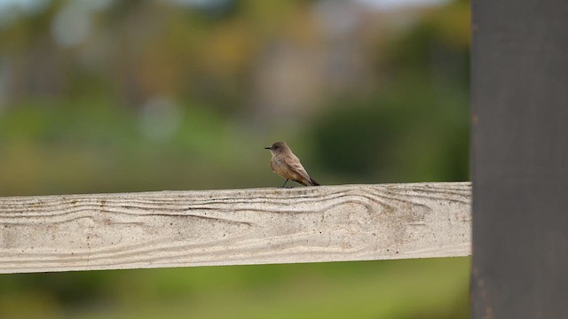 Say's Phoebe - ML634616471