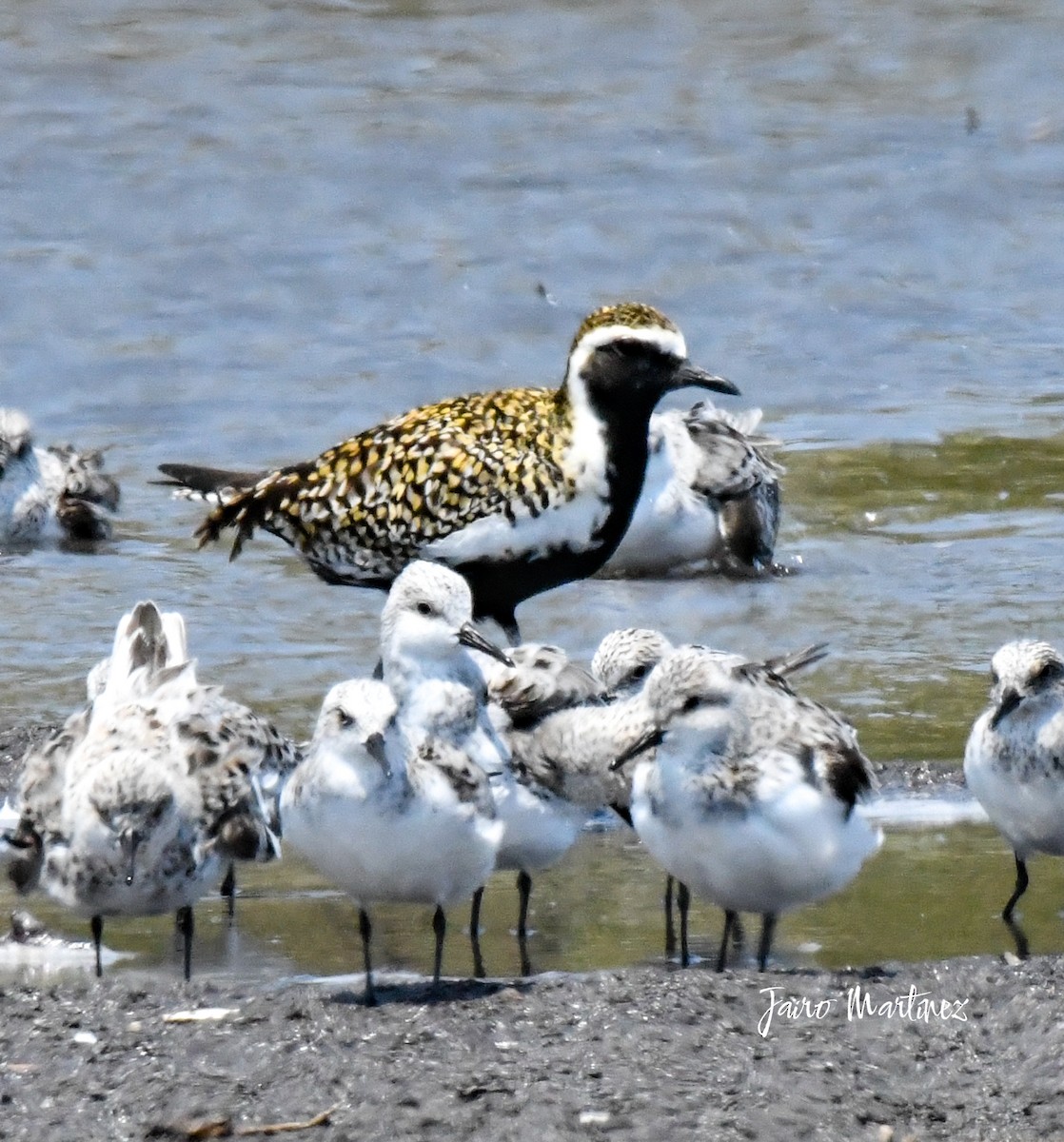 Pacific Golden-Plover - ML634616473
