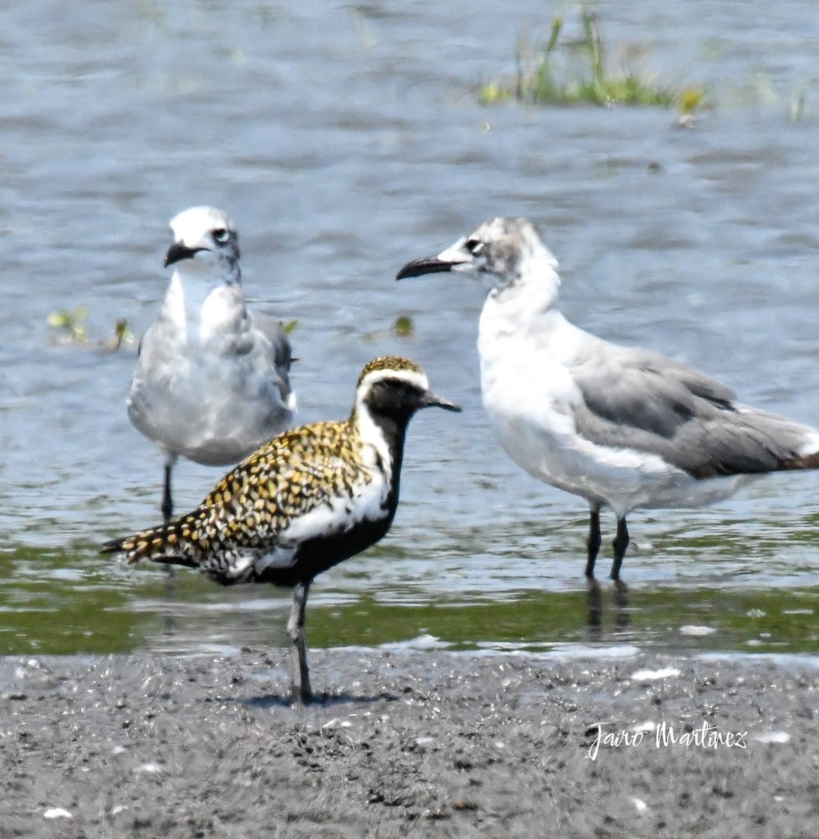 Pacific Golden-Plover - ML634616474