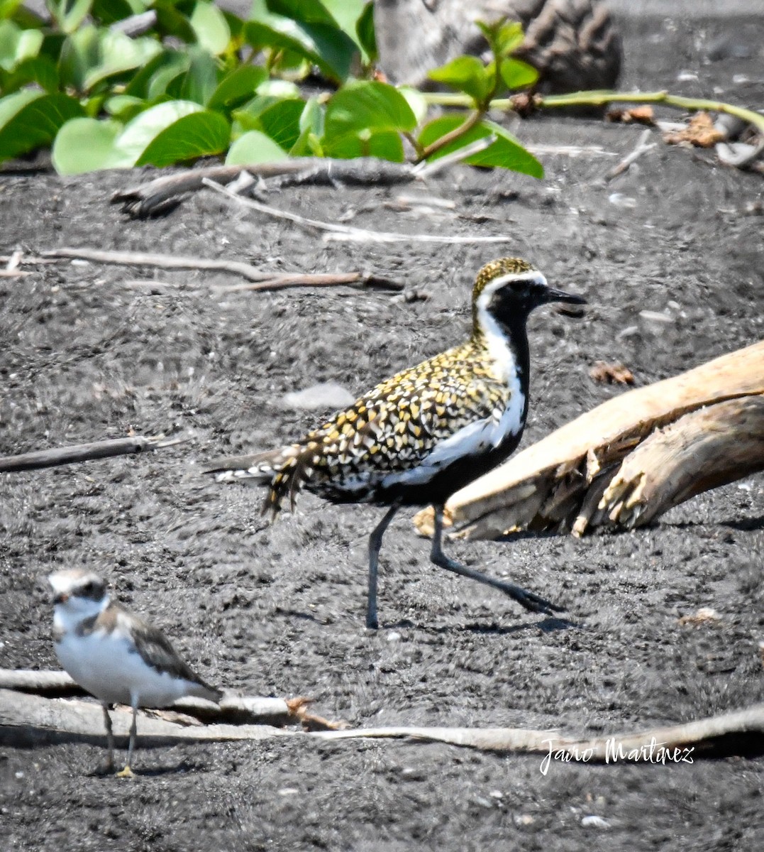 Pacific Golden-Plover - ML634616475