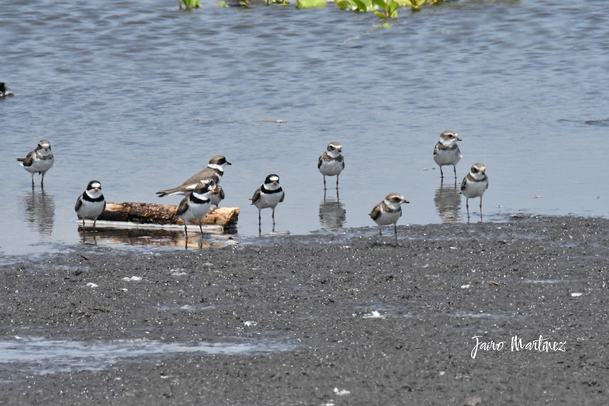 Semipalmated Plover - ML634616484