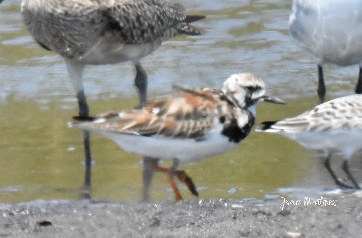 Ruddy Turnstone - ML634616509