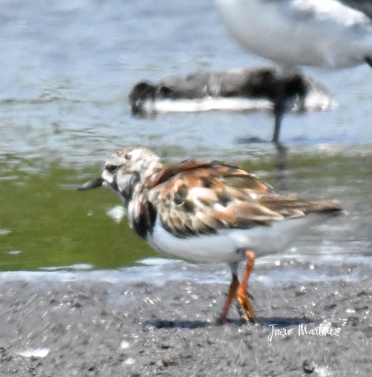 Ruddy Turnstone - ML634616510