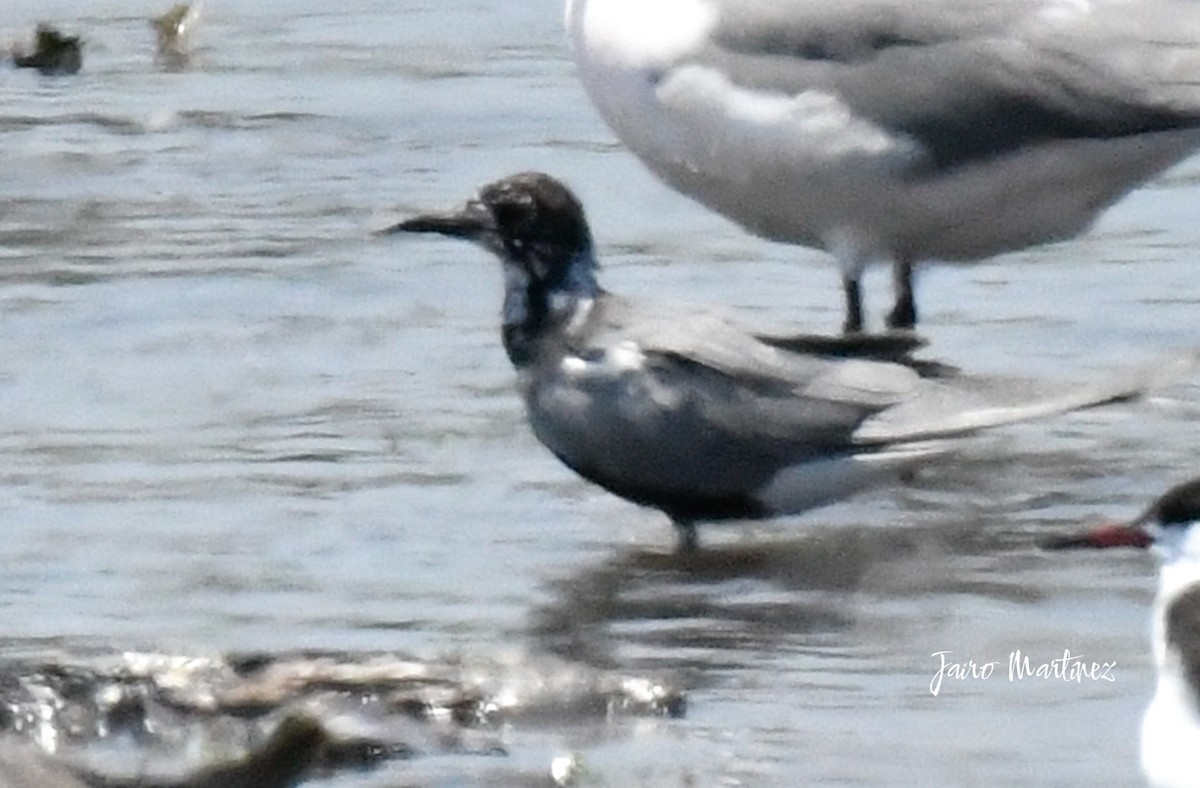 Black Tern - ML634616526