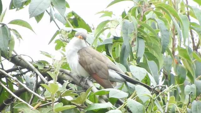 Yellow-billed Cuckoo - ML634616547