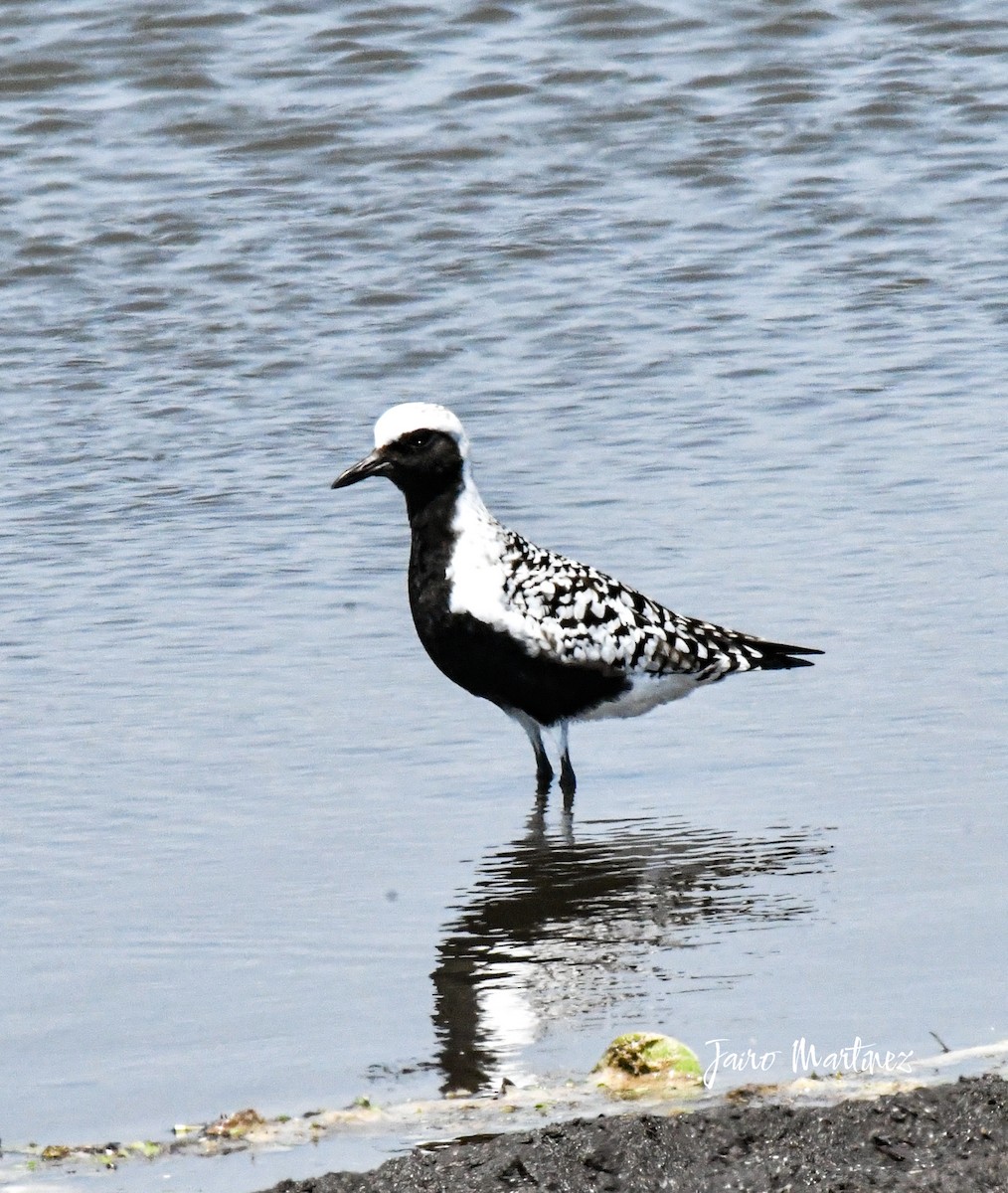 Black-bellied Plover - ML634616552