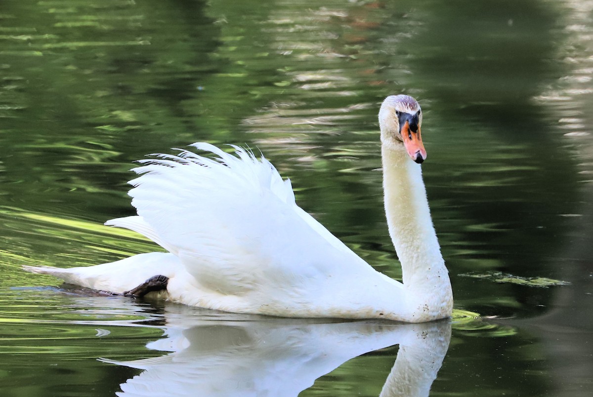 Хуруут хун - ML634616560