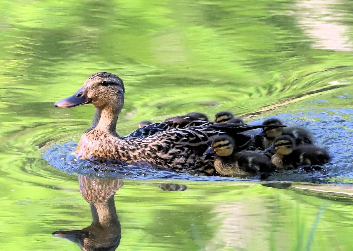 Зэрлэг нугас - ML634616579