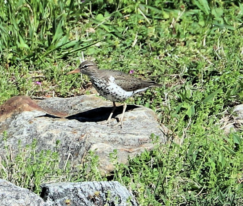 Spotted Sandpiper - ML634616601