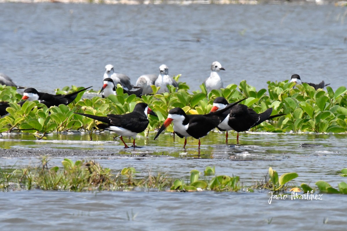 Black Skimmer - ML634616615
