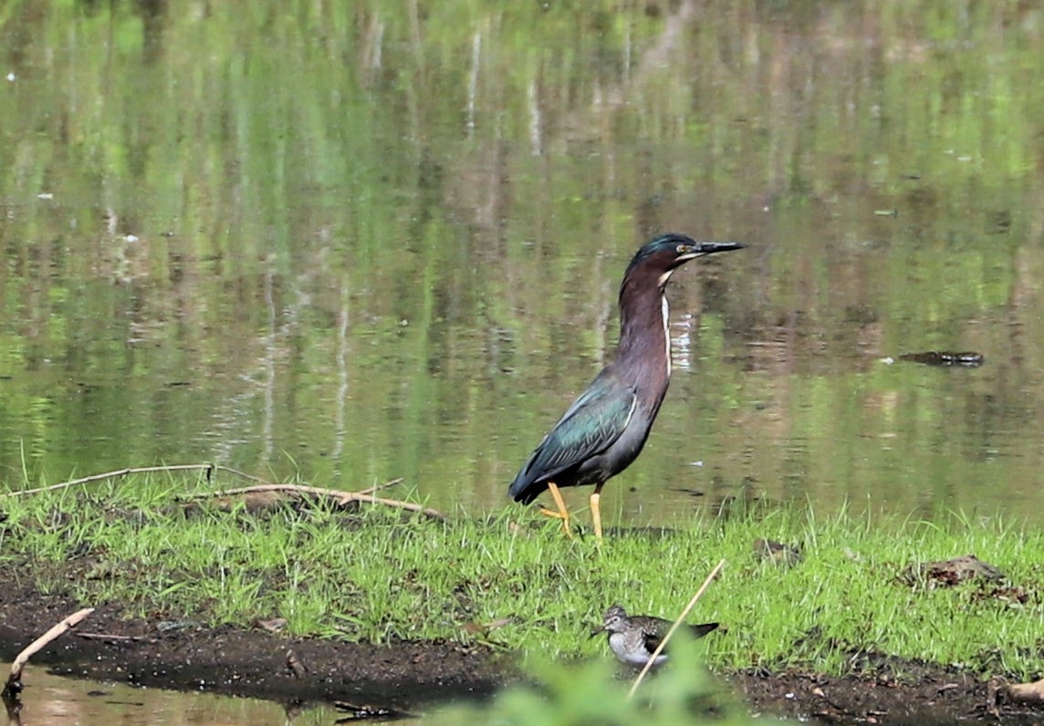 Green Heron - ML634616685